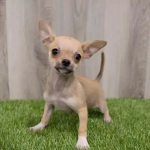 Chihuahua